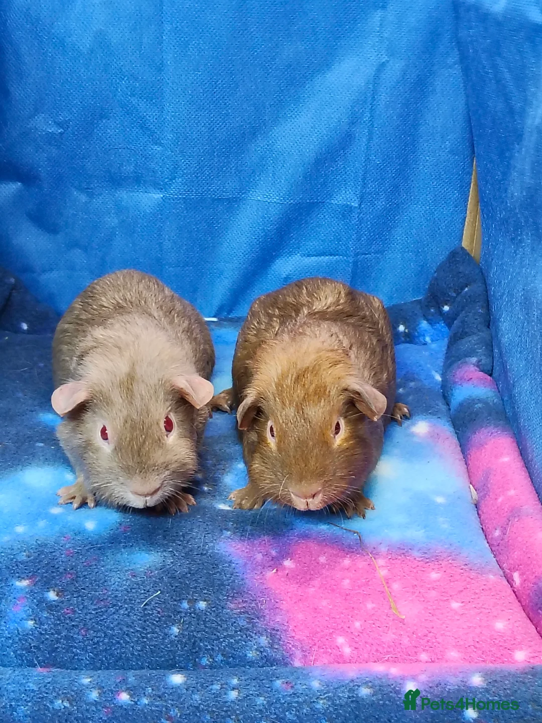 Guinea Pig rodents for sale: Guinea pigs  - Advert 4