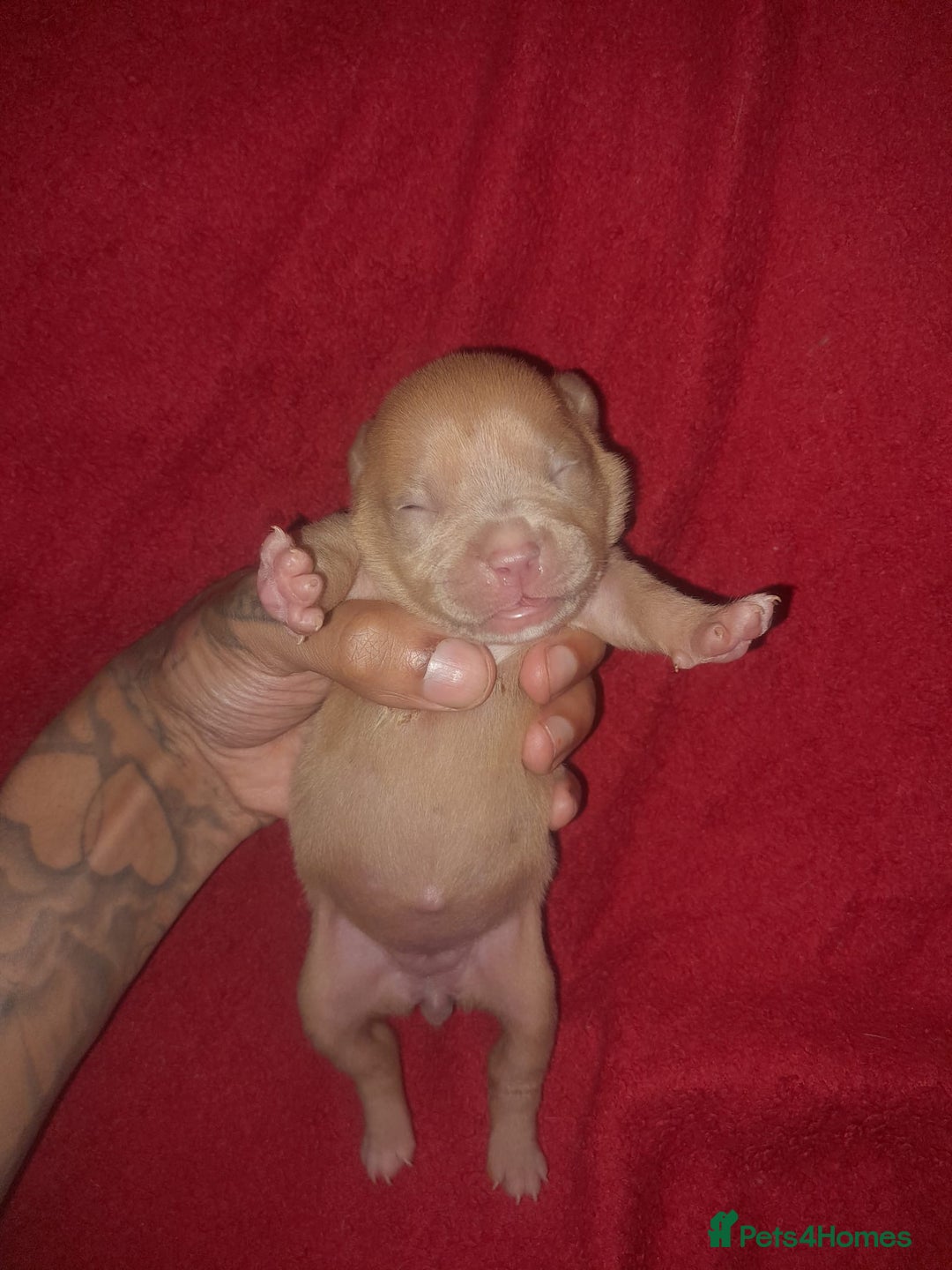 American Bully dogs for sale: American POCKET Bully - Advert 5