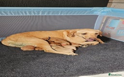 Labradoodle dogs for sale: Labradoodle F1 - Image 1
