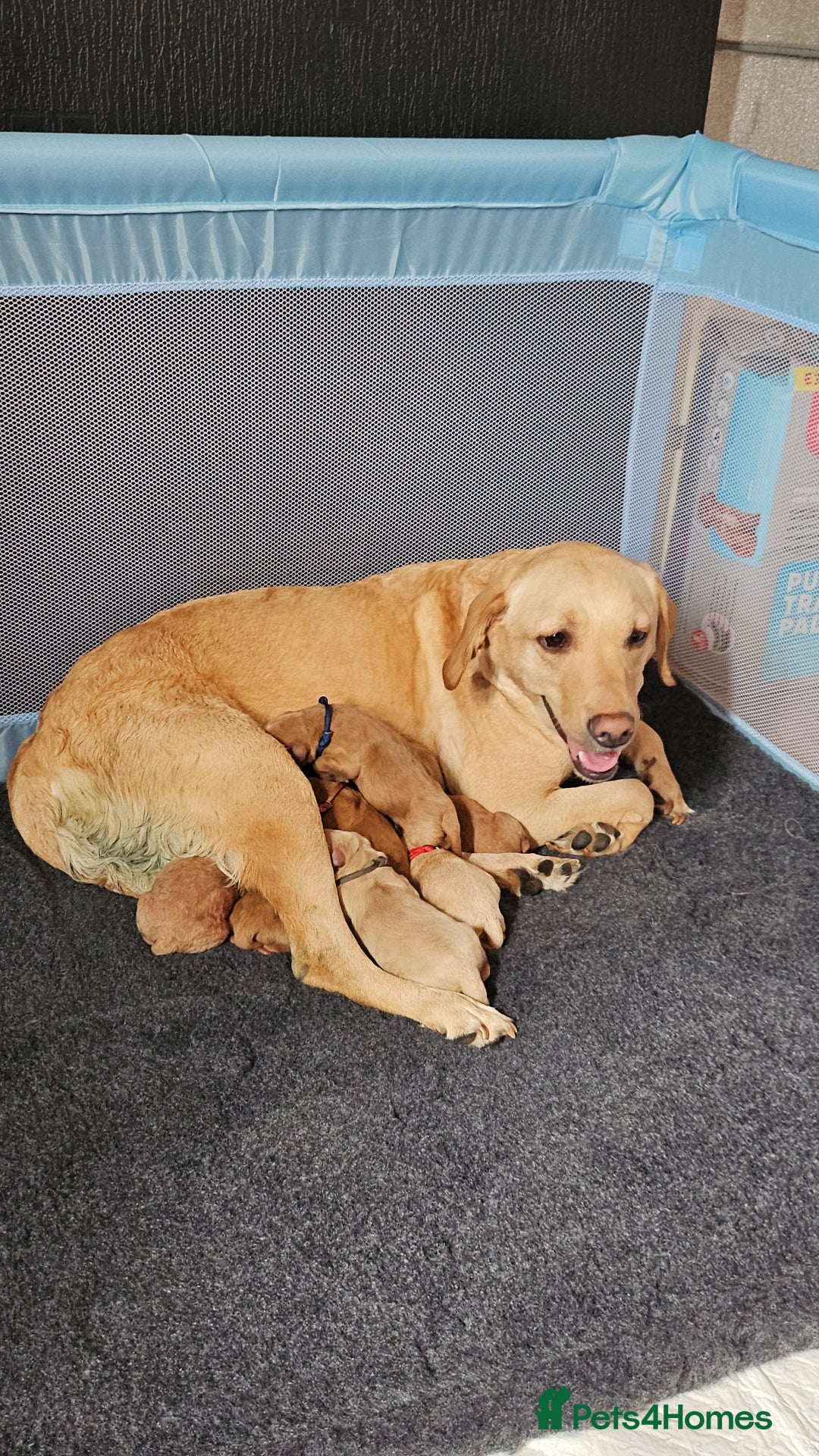 Labradoodle dogs for sale: Labradoodle F1 - Image 1