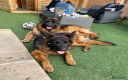 German Shepherd dogs for sale: 2 Chunky GSD boys looking for forever home  - Image 13