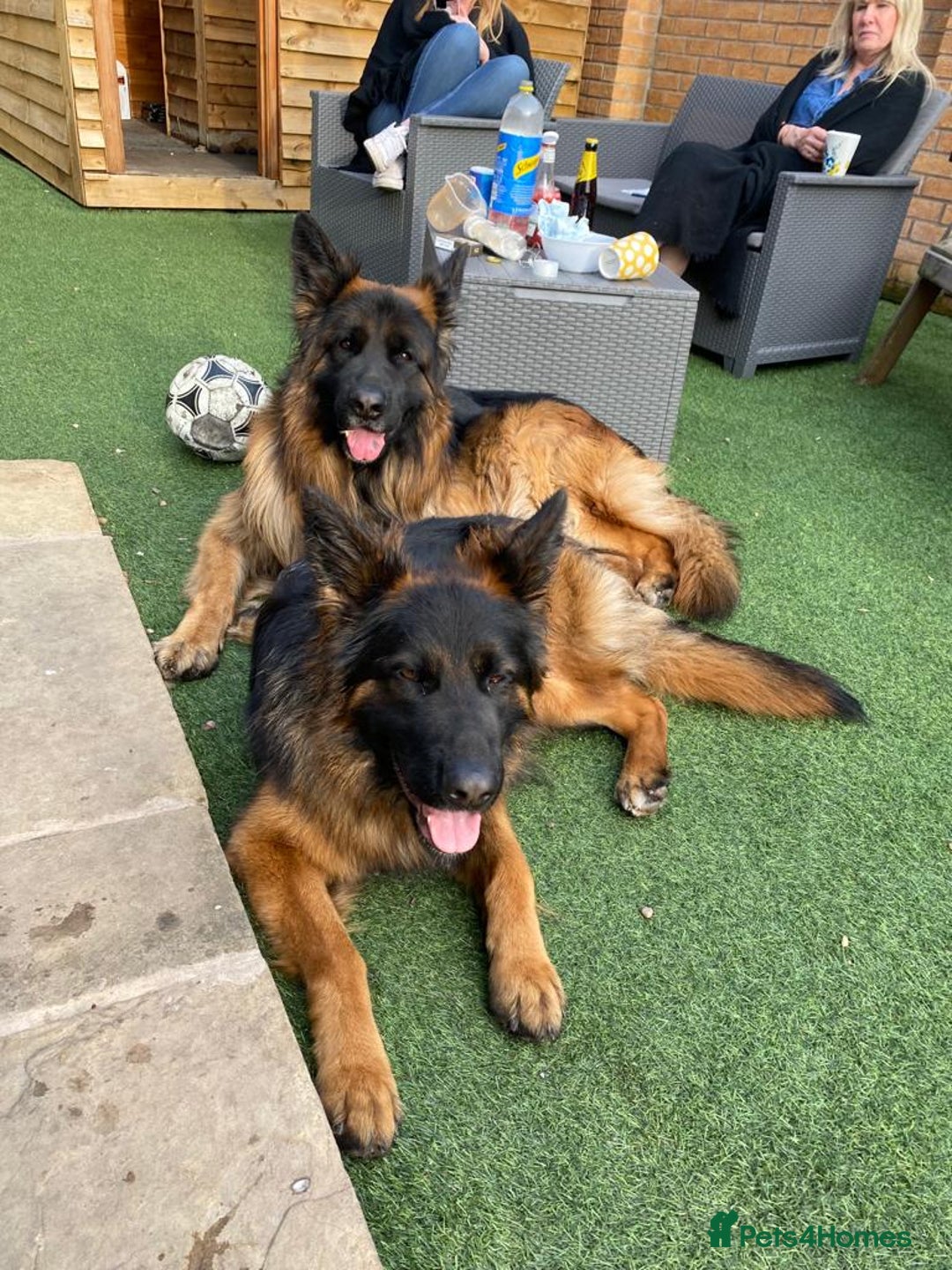 German Shepherd dogs for sale: 2 Chunky GSD boys looking for forever home  - Image 13