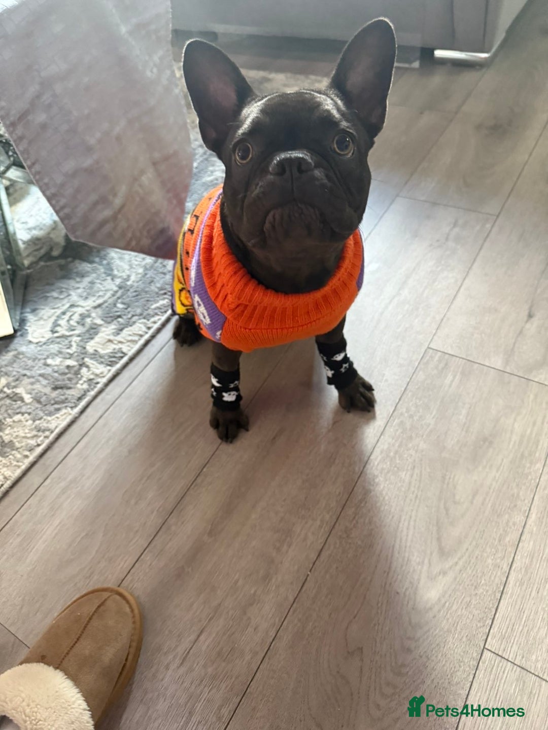 French Bulldog dogs for sale: Storm the French bulldog  - Image 4