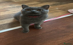 British Shorthair cats for sale: Healthy British shorthair kittens - Image 11