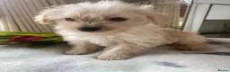 Westiepoo dogs for sale: Westypoos in Northallerton - Advert 11