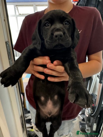 Springador dogs - Advert 2