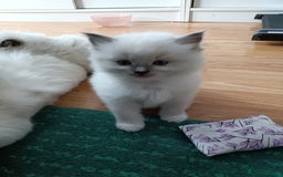Ragdoll cats for sale: 💞 Beautiful Ragdoll 💞 - Image 11