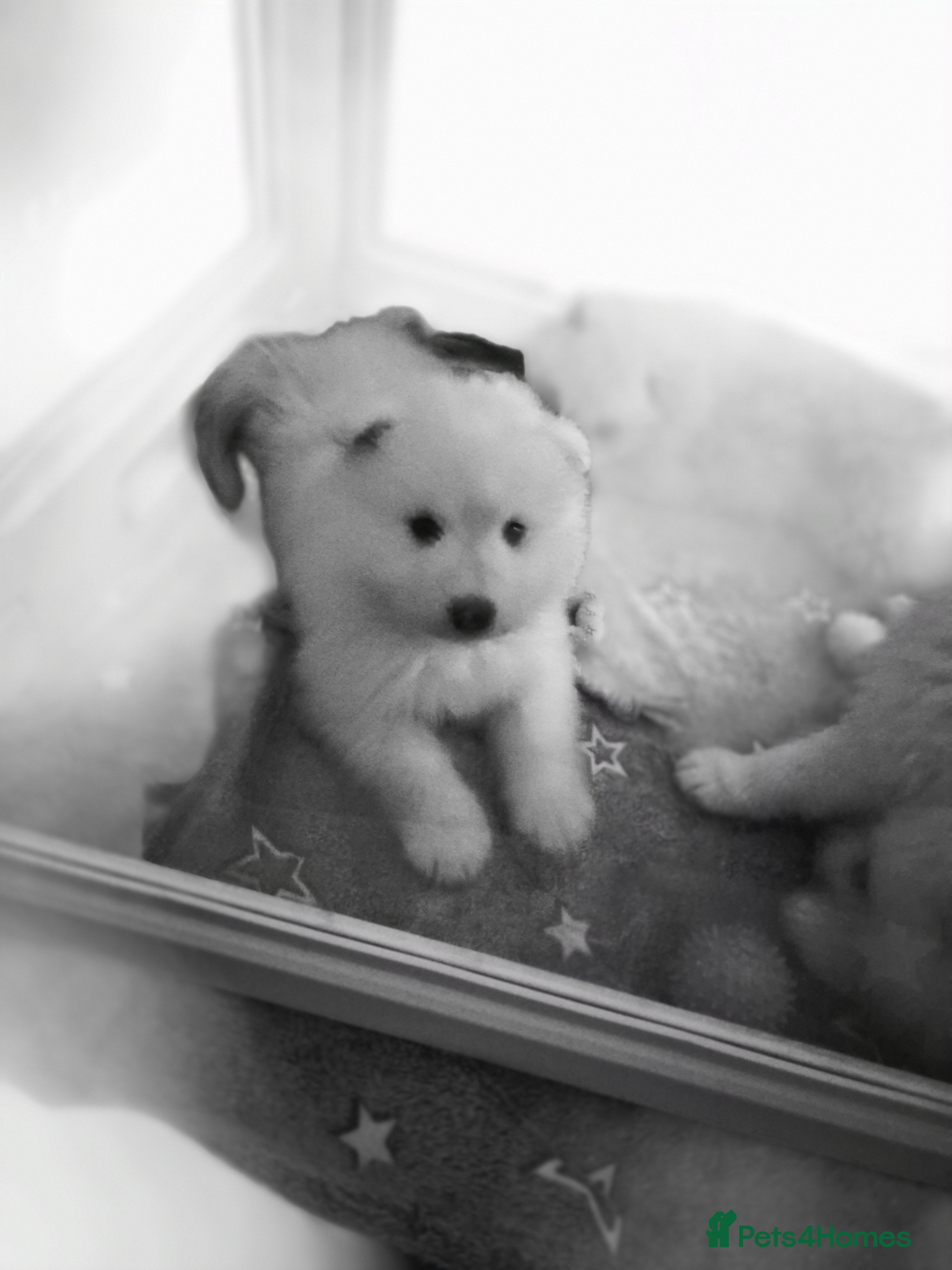 Samoyed dogs Samoyed puppies - Advert 5