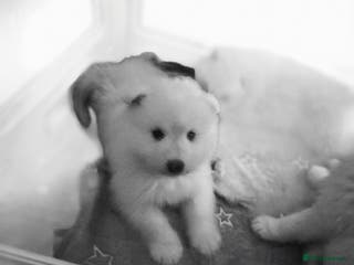 Samoyed dogs Samoyed puppies - Advert 5