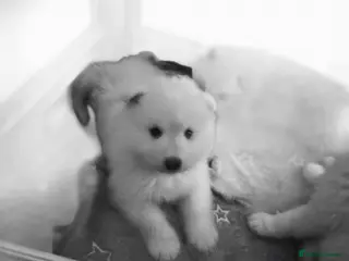 Samoyed dogs Samoyed puppies - Advert 6