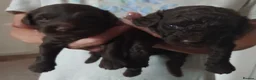 Sproodle dogs for sale: Beautiful F1B Sproodles!  in Doncaster - Advert 14
