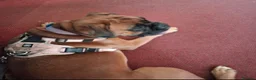 Boxer dogs for sale: Beautiful Bobtailed Boxer puppies - Advert 4