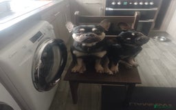 French Bulldog dogs for sale: Fully vaccinated females, males vet checked  - Image 12