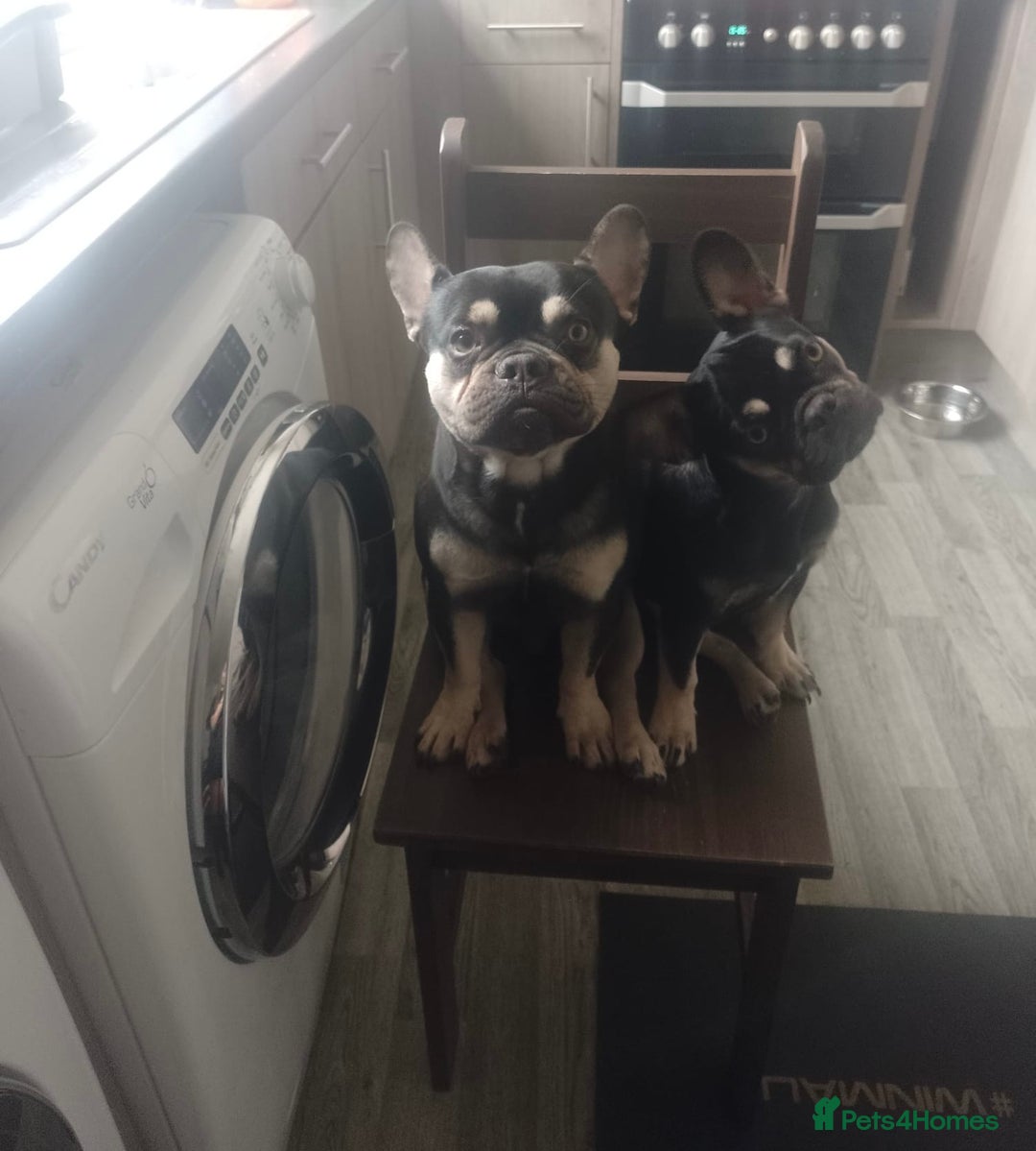 French Bulldog dogs for sale: Fully vaccinated females, males vet checked  - Image 12