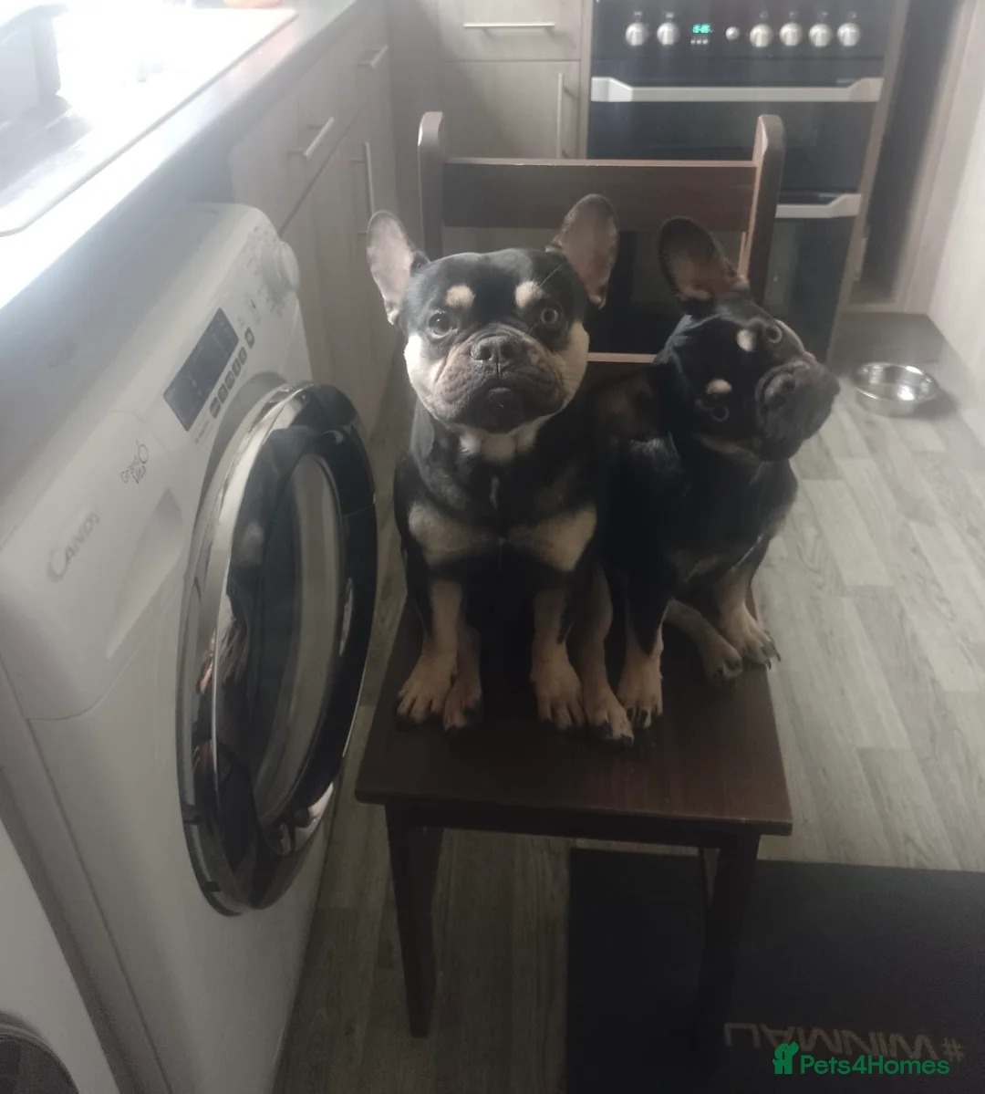 French Bulldog dogs for sale: Fully vaccinated females, males vet checked  - Advert 12