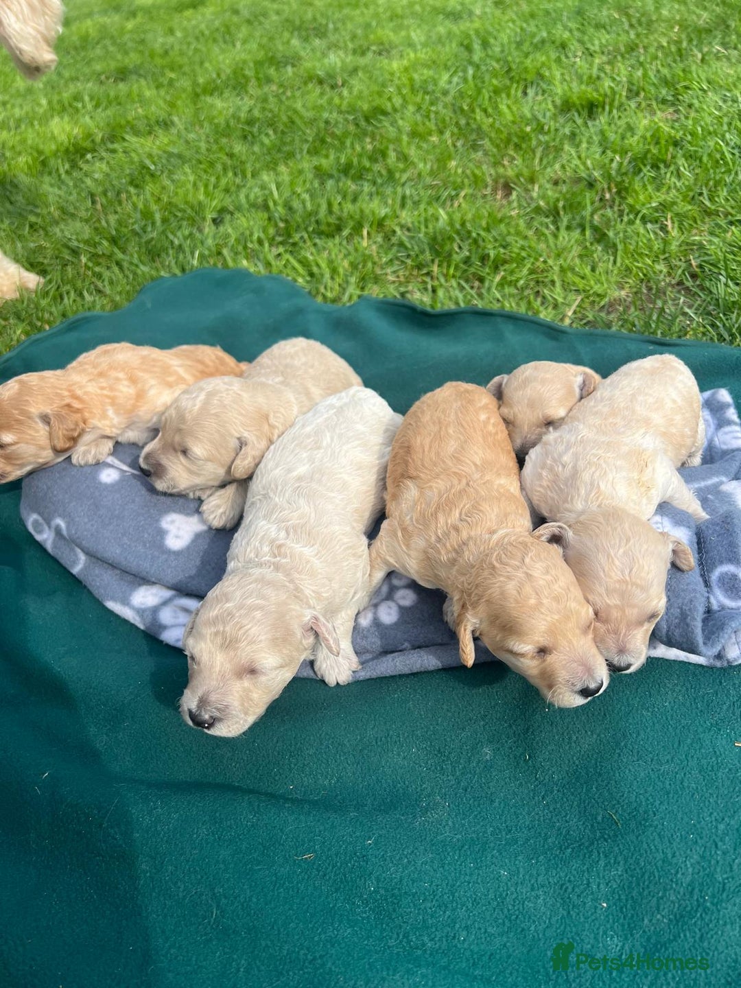 Miniature Poodle dogs for sale: KC registered miniature poodle puppies - Image 11