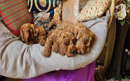 Cockapoo dogs for sale: Beautiful F1 Red Cockapoo Puppies - Image 8