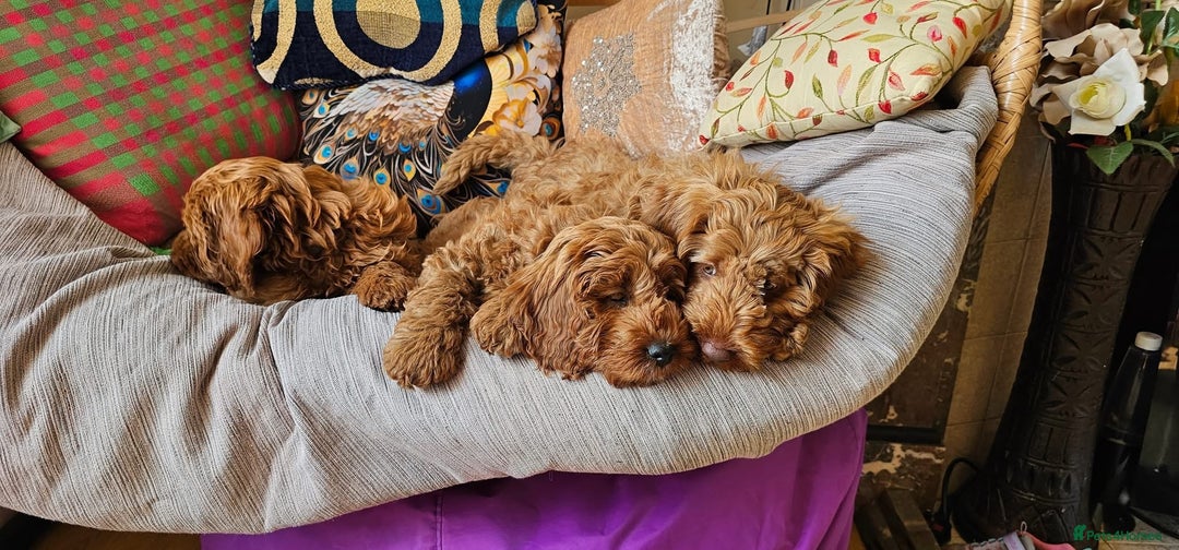 Cockapoo dogs for sale: Beautiful F1 Red Cockapoo Puppies - Image 8