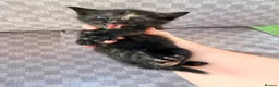 Mixed Breed cats for sale: Female tri colour kitten  - Advert 7
