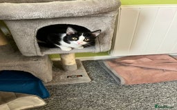 British Shorthair cats for sale: Two male short hair cats - Image 7