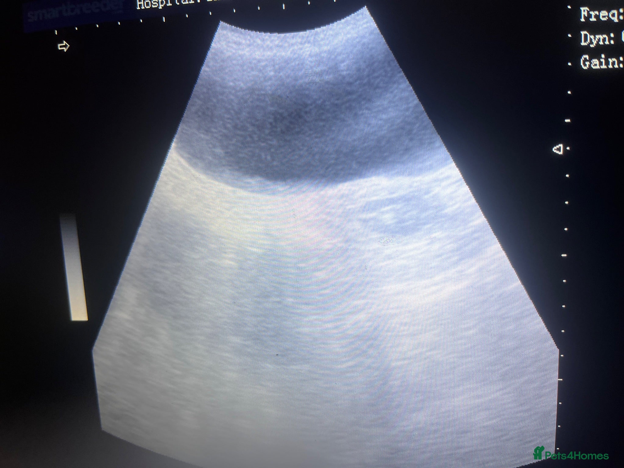 Rottweiler dogs PREGNANCY CONFIRMED — WAITING LIST NOW OPEN - Advert 2