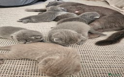 British Shorthair cats for sale: British Shorthair x Scottish Fold - Image 3