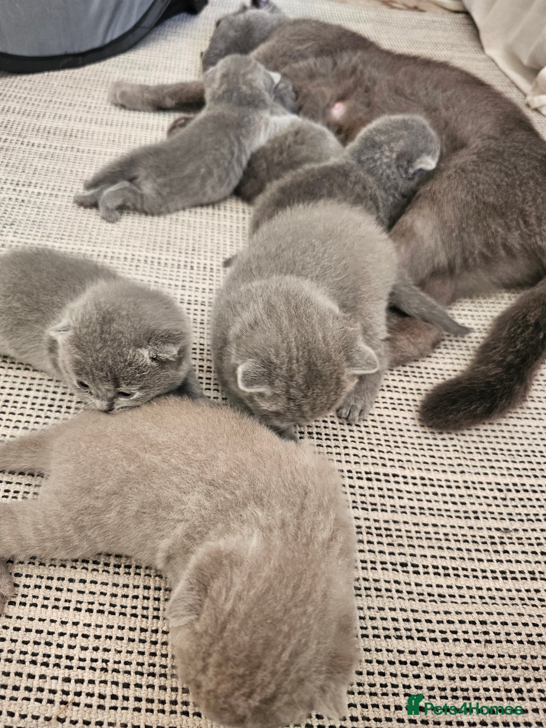 British Shorthair cats for sale: British Shorthair x Scottish Fold - Image 3