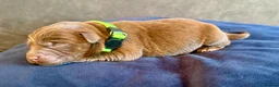 Labradoodle dogs for sale: 🐾 Rare Merle Labradoodles Ready This Summer! 🐾 - Advert 39