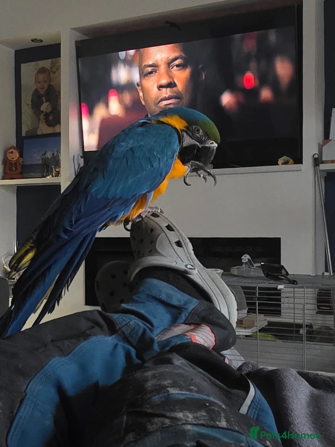Macaws birds for sale: Blue and Gold macaw  in Houghton le Spring - Advert 1