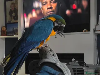 Macaws birds Blue and Gold macaw in Houghton le Spring - Advert 1