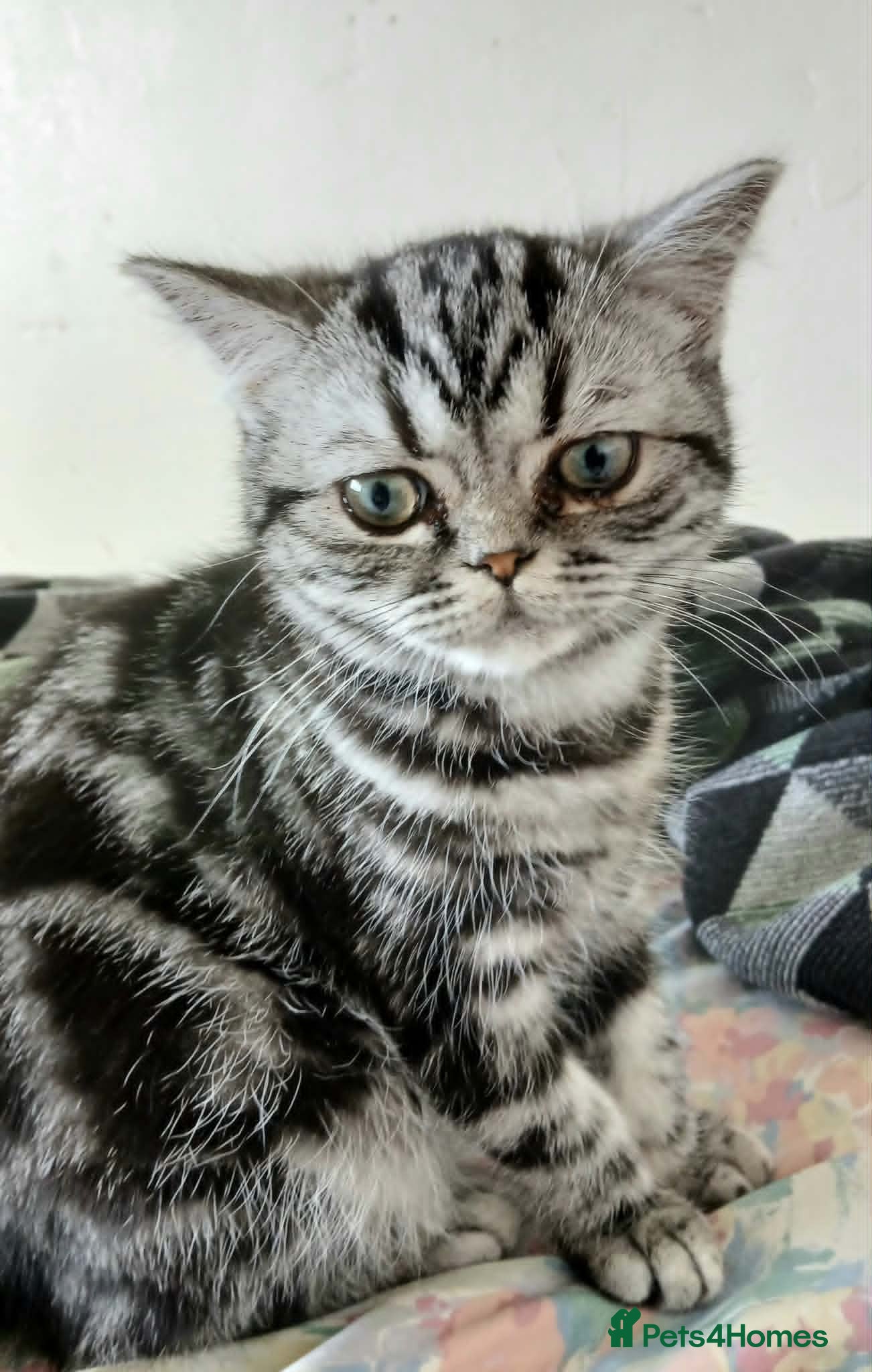 British Shorthair cats Bsh. Silver Classic Tabby . - Advert 11