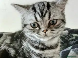 British Shorthair cats Bsh. Silver Classic Tabby . - Advert 17