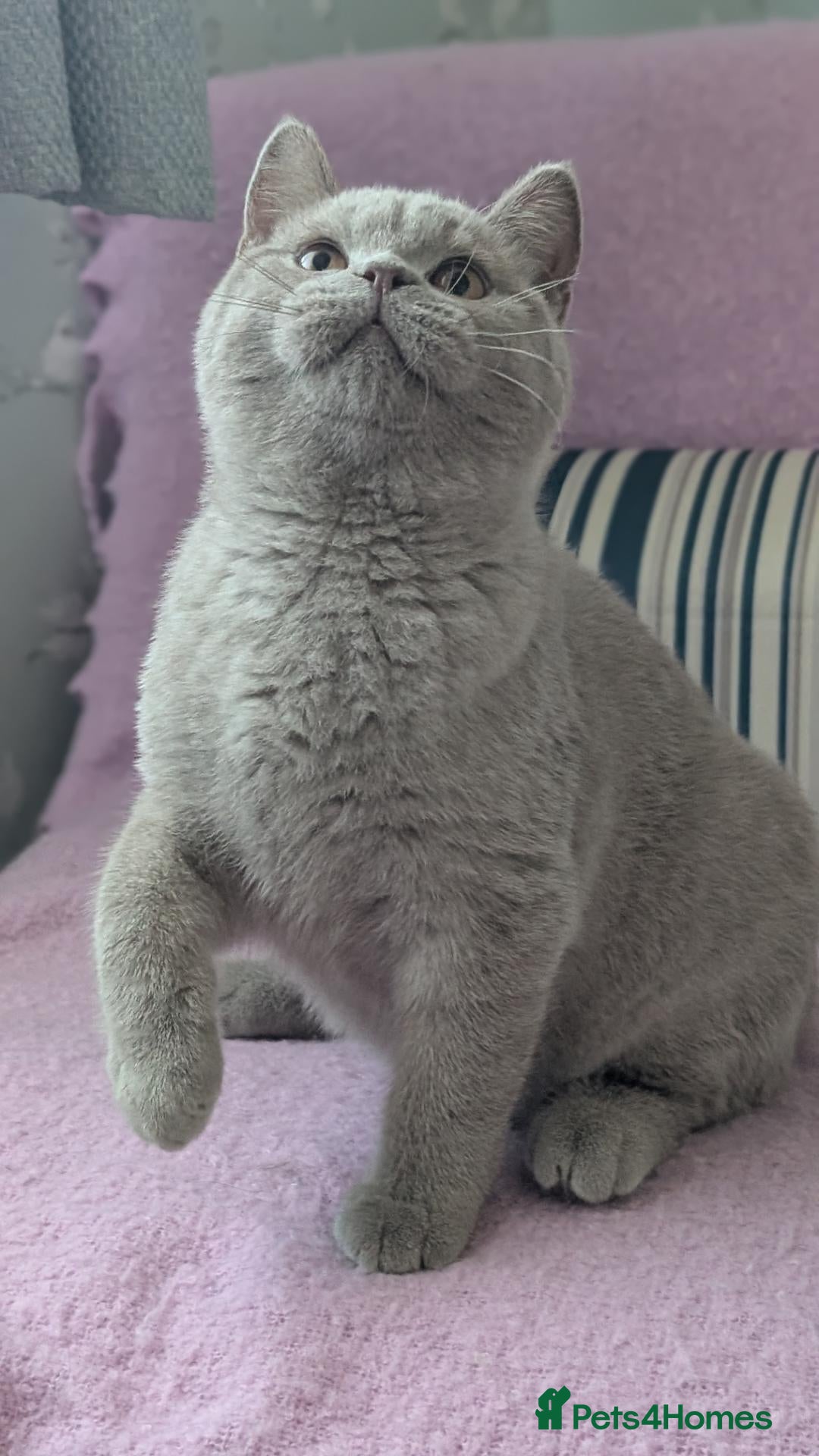 British Shorthair cats 💜 GCCF Active Registered Lilac Male Kitten 💜 - Advert 2