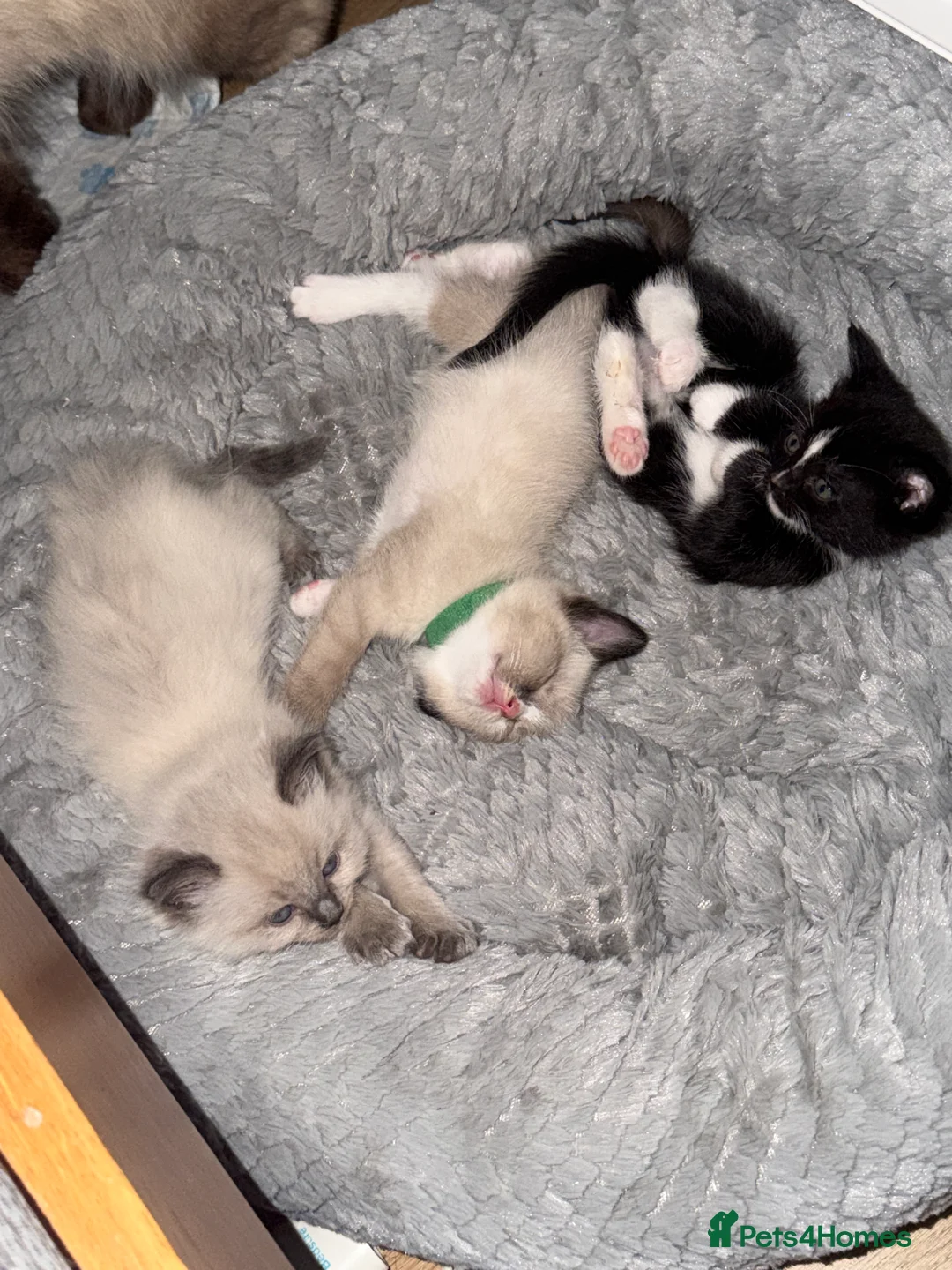 Ragdoll cats for sale: 5 beautiful ragdoll cross kittens available. - Advert 10