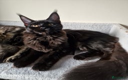 Maine Coon cats for sale: Studing solid black females🎀🐈‍⬛ - Image 6