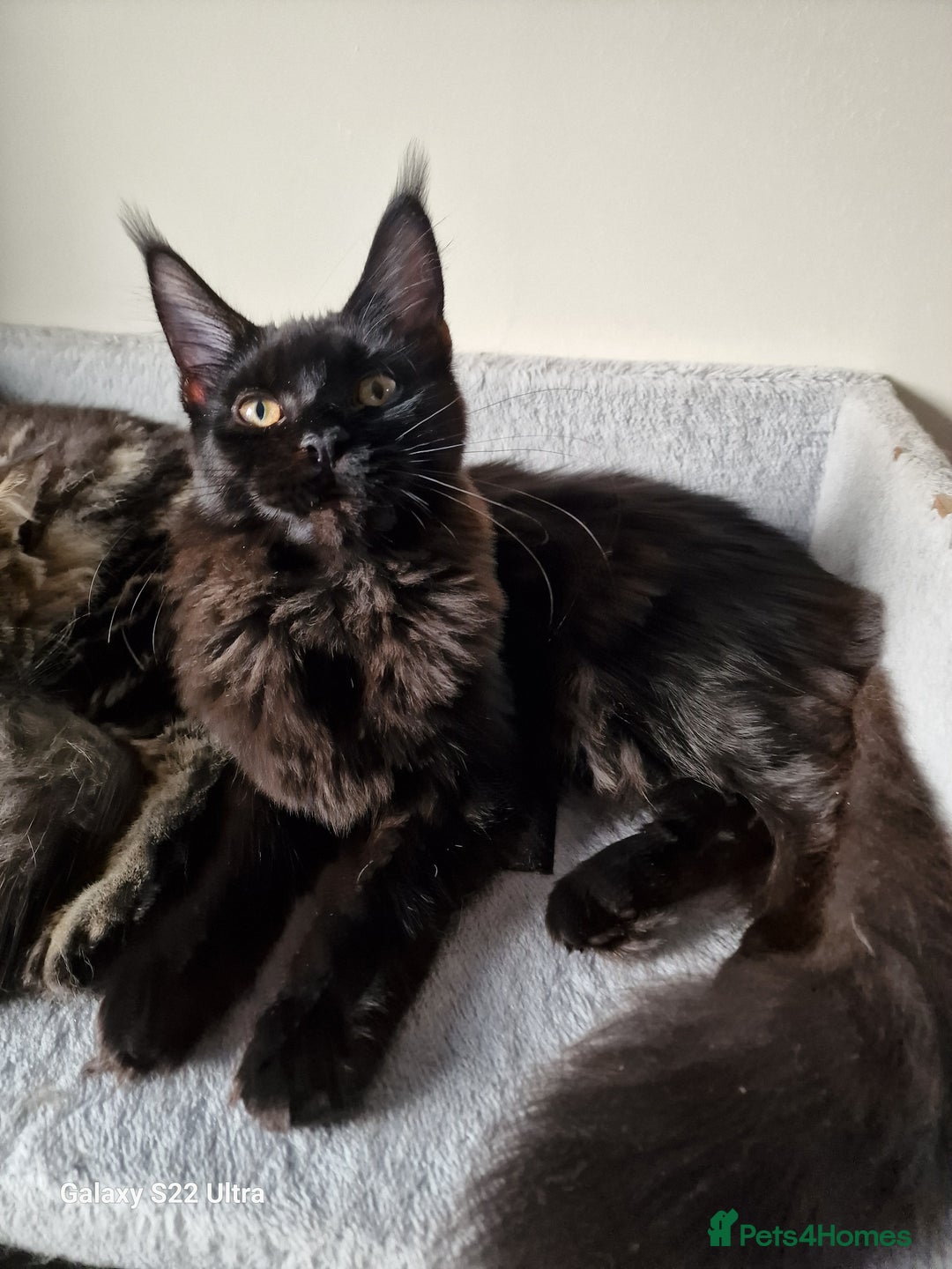 Maine Coon cats for sale: Studing solid black females🎀🐈‍⬛ - Image 6
