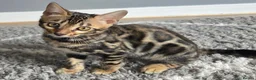 Bengal cats for sale: Female bengal  in Driffield - Advert 1