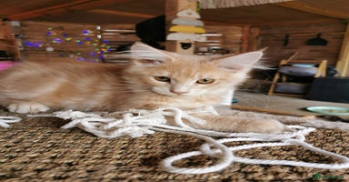 Maine Coon cats - Advert 7