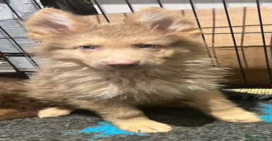 German Shepherd dogs German Shepherd Puppies Liver Isabella Blue Black  - Advert 7