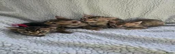 Bengal cats for sale: 4 beautiful bengal kitten  - Advert 3