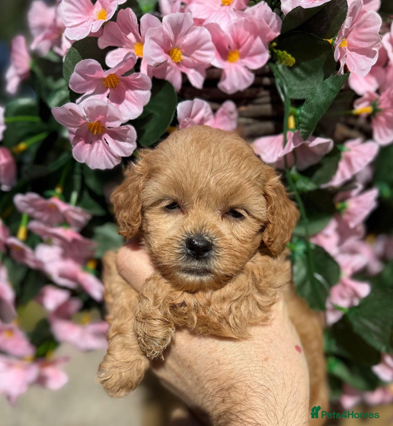 Shihpoo dogs 🧡💛🧡Stunning F1 Shihpoo Puppies💛🧡💛 - Advert 2