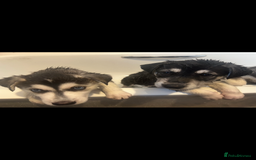 Siberian Husky dogs for sale: Lovely husky puppies, ready for new homes on 25/8 - Image 19