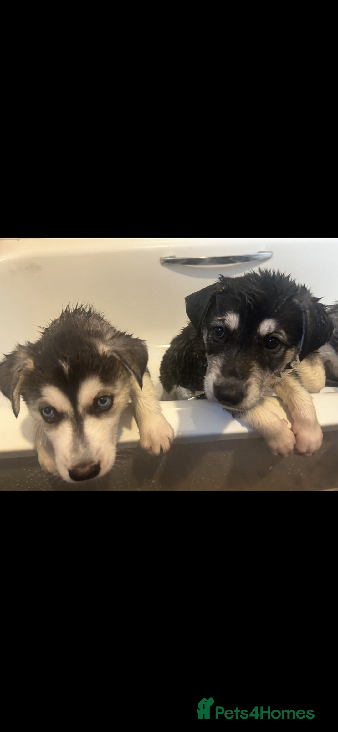 Siberian Husky dogs for sale: Lovely husky puppies, ready for new homes on 25/8 - Image 19