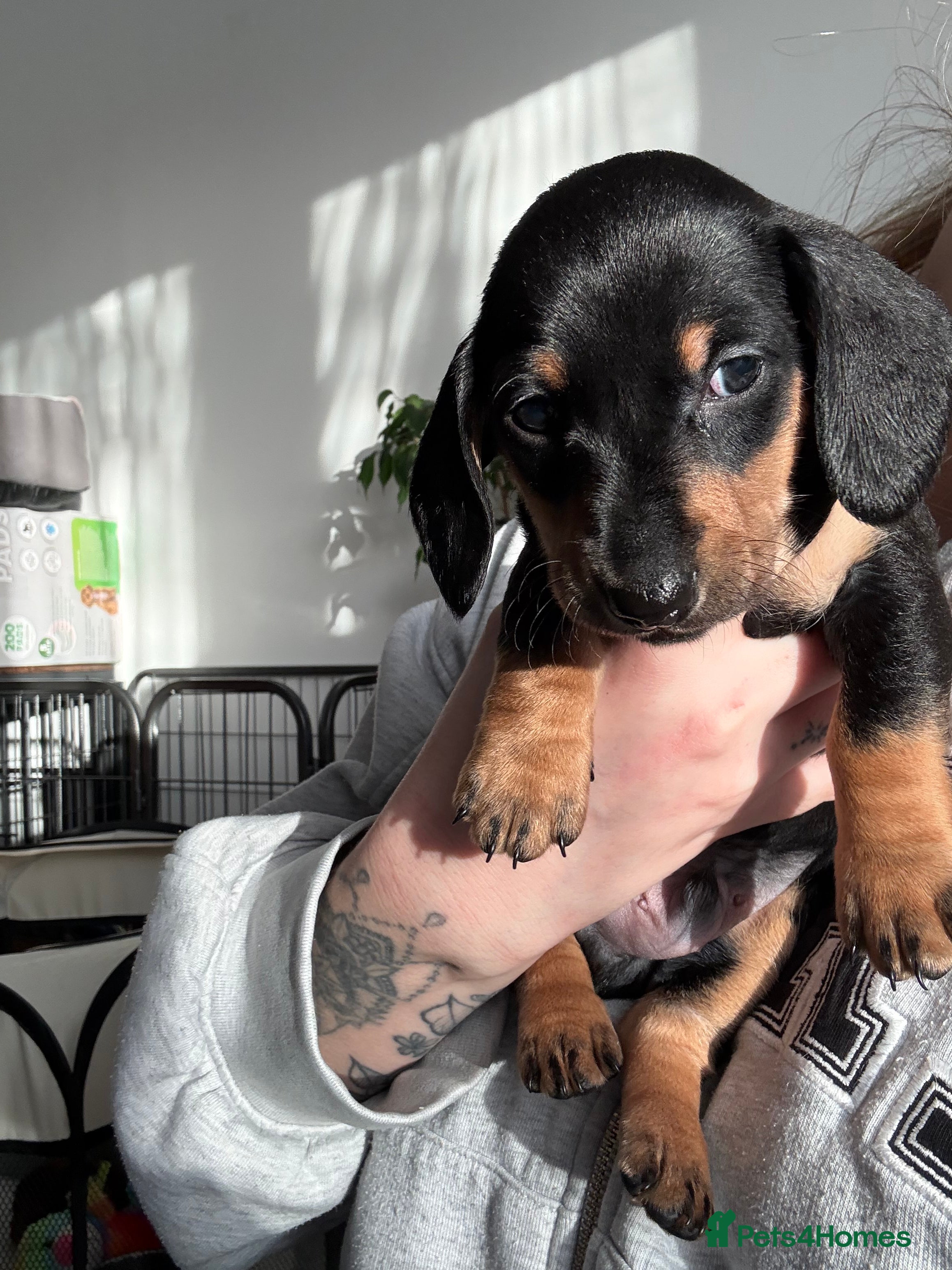 Miniature Dachshund dogs Miniature Dachshund's   - Advert 2