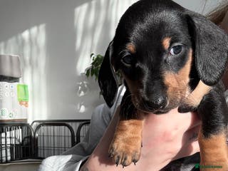 Miniature Dachshund dogs Miniature Dachshund's - Advert 19