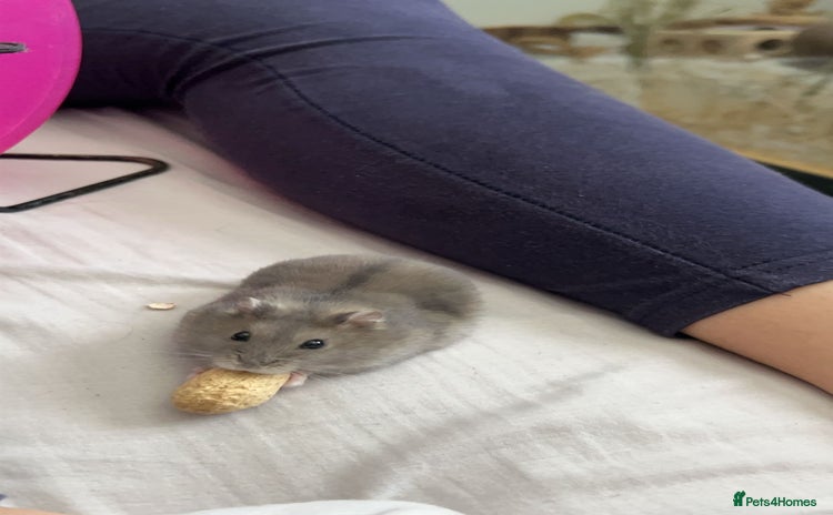 Hamster rodents - Advert 12