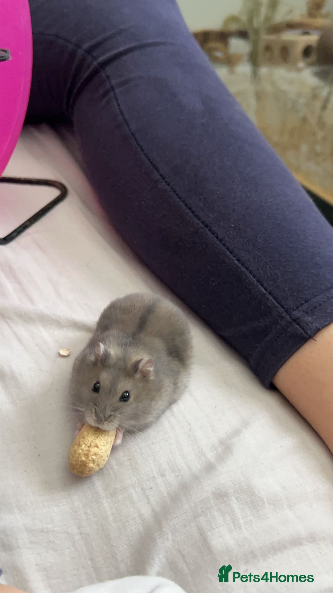 Hamster rodents for sale: Dwarf hamster  - Image 1