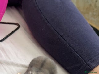 Hamster rodents - Advert 16