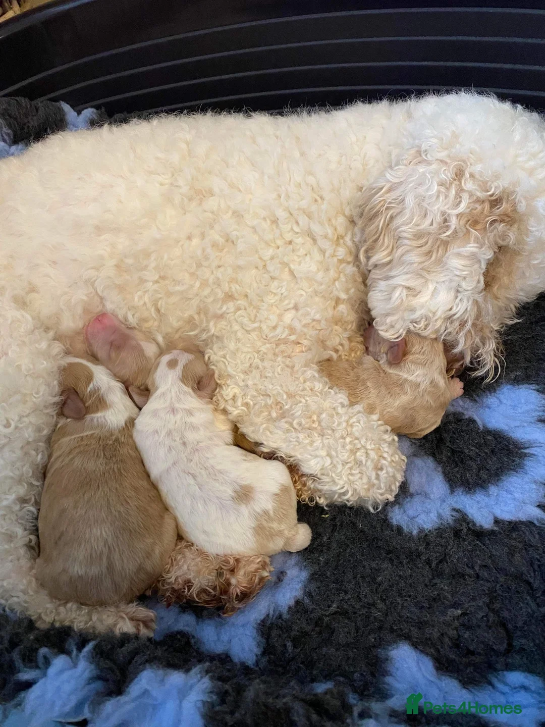 Cockapoo dogs for stud: STUD - F1 Red and white Cockapoo - Health Clear in York - Advert 22