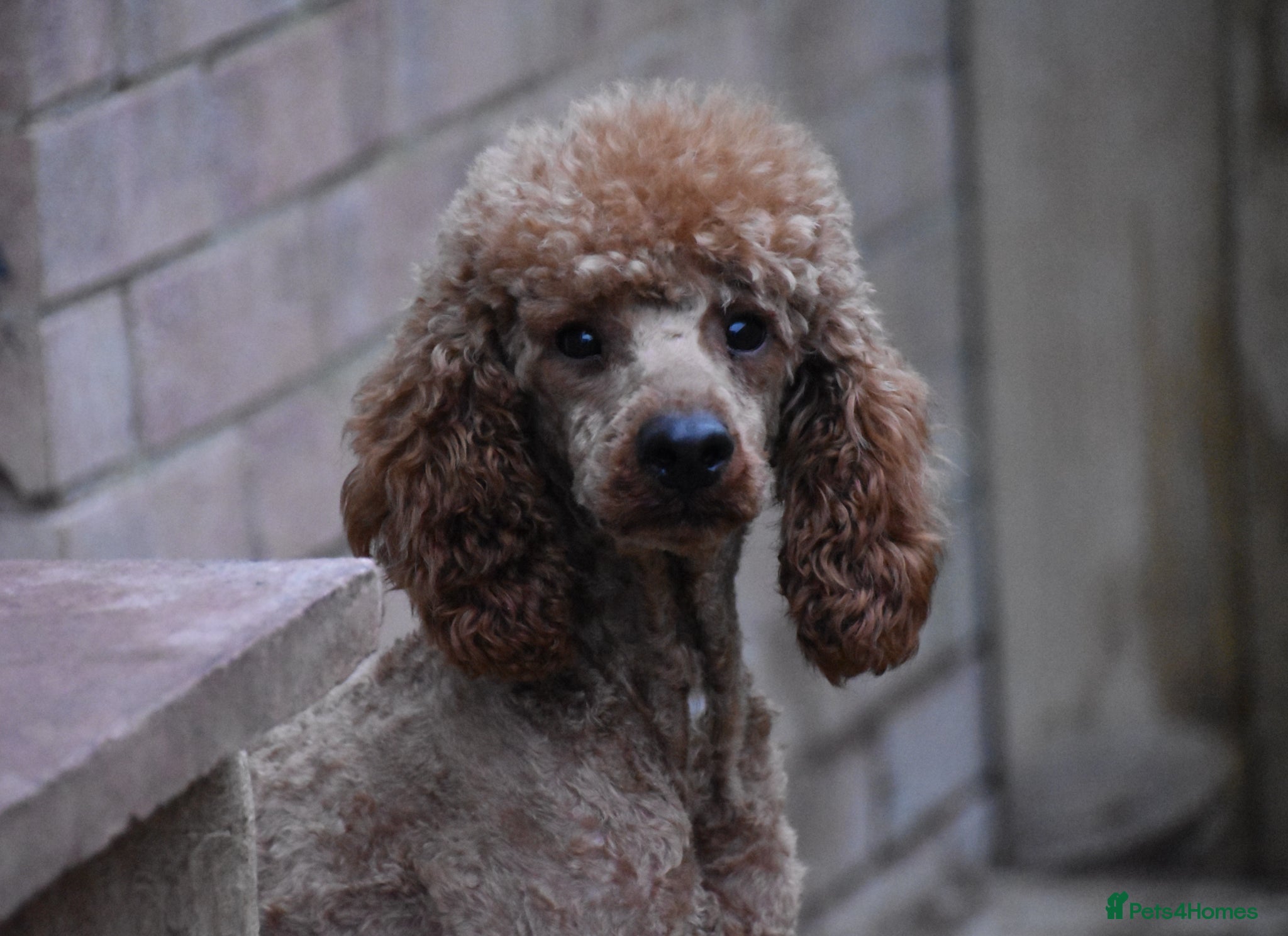 Miniature Poodle dogs 2 Years Old Miniature Poodle Male - Advert 4